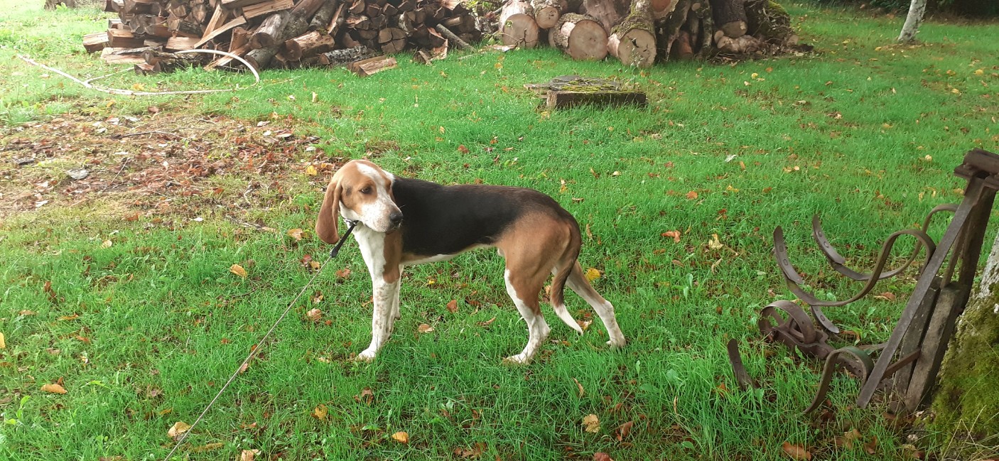 Lire la suite à propos de l’article Un chien a été trouvé
